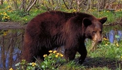 Un alt urs capturat in cartierul Racadau din Brasov